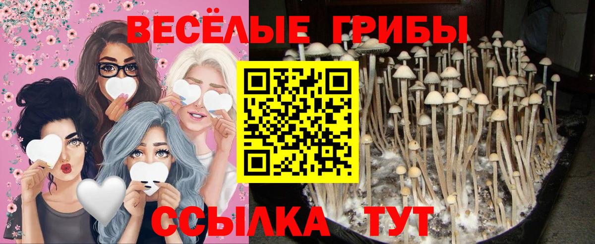Галлюциногенные грибы Psilocybe  Вход с VPN  Назрань  Галлюциногенные грибы Psilocybe 